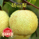 歐悟正宗嫁接碭山梨樹苗白沙梨樹苗南北方種植盆栽地栽庭院陽臺(tái)果樹苗 五年苗結(jié)果快