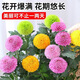 萌肉居重瓣乒乓菊植物盆栽菊花千頭菊花卉桌面綠植混色原盆源頭直發(fā)