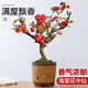 沭之美長(cháng)壽冠海棠盆栽盆景梅花植物 長(cháng)壽冠海棠小苗【不含盆】源頭直發(fā)