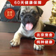 帥帥名寵 北京犬舍  純種 巴哥犬純種幼犬哈巴狗活 短毛小奶狗 血統(tǒng)級二