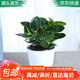 急兔碧玉盆栽豆瓣綠室內綠植客廳空氣植物豆瓣綠原盆土備用盆源頭直發(fā)
