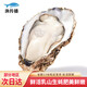 漁傳播 鮮活乳山生蠔XL 凈重4斤 16-22只 生鮮海鮮貝類 源頭直發(fā)