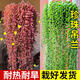 京厽佛珠多肉植物精品彩色紫玄月垂盆草吊蘭情人淚含帶花盆栽好養(yǎng)造景 佛珠一盆帶掛鉤塑料盆帶盆栽好 帶盆栽好