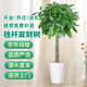 京東綠植發(fā)財(cái)樹大型綠植辦公室內(nèi)花卉招財(cái)植物盆栽除甲醛1.2-1.4m源頭直發(fā)