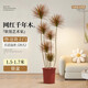 臨雅千年木綠植客廳大盆栽高端造型好養室內植物七彩鐵落地真樹(shù)花卉 千年木1.5-1.7米5-8個(gè)頭+原盆