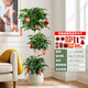 植季幸福樹盆栽植物辦公室內(nèi)好養(yǎng)盆景凈化空氣吸甲醛大型綠植客廳擺放 三層幸福樹1.5-1.7m米白聚寶盆