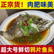 【順豐】大碟魚頭新鮮現(xiàn)切比目魚鴉片魚頭燒烤魚頭扁口魚野生魚 【小號(hào)】4-6兩/只 （四只裝）