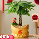 植季發(fā)財樹(shù)小盆栽室內客廳旺宅招財植物金元寶盆景辦公室桌面綠植花卉 金元寶【五福發(fā)財樹(shù)】含財神爺擺件款 帶盆栽好