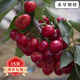 歐悟正宗煙臺嫁接車(chē)厘子樹(shù)苗大櫻桃樹(shù)苗南北方種植庭院陽(yáng)臺盆栽果樹(shù)苗 美早6年苗