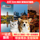 寵物托運服務(wù)杭州蘇州南京往返全國上門(mén)貓咪飛機狗狗航空專(zhuān)車(chē)運輸