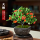 火棘盆景老樁四季觀(guān)花觀(guān)果植物陽(yáng)臺客廳庭院開(kāi)花結果造型小盆景 160#原盆火棘5年老樁 帶盆栽好