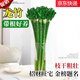 萌肉居龍竹水養(yǎng)綠植文昌竹盆栽富貴竹開運(yùn)竹40cm高6根不含瓶源頭直發(fā)