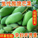 云南生吃芒泰國牙芒小青芒酸芒四季水果孕婦新鮮當季現(xiàn)采摘芒果越 3斤