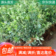 萌肉居金邊黃楊苗耐寒黃楊觀(guān)葉綠化苗工程苗木40-50cm高20棵源頭直發(fā)