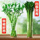 績(jī)光富貴竹轉(zhuǎn)運(yùn)竹彎竹龍竹水竹開(kāi)運(yùn)水養(yǎng)竹子帶根水培植物花卉室內(nèi)綠植 不含盆 【帶根】轉(zhuǎn)運(yùn)竹彎竹-60厘米-10棵