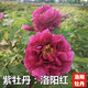 鑫意牡丹花苗正宗洛陽(yáng)牡丹花樹(shù)苗盆栽大苗牡丹苗花種四季重瓣花卉花籽 洛陽(yáng)紅 牡丹苗3-6分叉+肥料 四季開(kāi)花