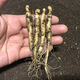 長(cháng)白山人參苗 室內盆栽活苗  野山參種子苗 庭院種植西洋參種苗 【2年】人參苗10顆 高成活率
