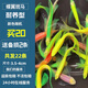 長尾蝶翼斑馬魚觀賞魚新手好養(yǎng)天使大勾紅綠冷水活體魚小型燈科魚 長尾蝶翼斑馬魚3.5-4厘米22條