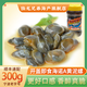 陸龍 寧波特產(chǎn)老字號醉泥螺開(kāi)蓋即食A黃泥螺三曝工藝安全健康海鮮水產(chǎn) [冷凍]海諾A黃泥螺 300g /瓶