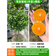 旺園興新品種青皮蜜桔苗 日南一號桔苗早熟青柑橘苗 嫁接無(wú)核蜜桔子樹(shù)苗 2年精選苗1棵裝（適合大面積種植）養不活包賠  111cm(含)-140cm(含)
