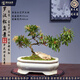潮裕盆景迎客松羅漢松盆景老樁造型樹室內(nèi)盆景客廳桌面擺放好寓意容易養(yǎng)護 羅漢松盆景1