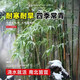 沭之美竹子苗青竹黃金竹苗庭院綠化苗 青竹苗1cm粗5棵 不含盆 源頭直發(fā)
