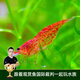 云峰海瑞魚(yú)缸觀(guān)賞蝦 活體蝦 魚(yú)缸工具蝦除藻 活蝦  魚(yú)缸除藻 除藻蝦 【漂亮清潔蝦】櫻花蝦25只送兩只
