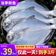 龍味福銀鯧魚新鮮活海捕速凍銀鯧魚白鯧舟山銀鯧魚金鯧魚平魚深海魚 銀鯧魚凈重3斤（固形物≥80%） 活魚急凍鎖鮮
