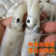 【嘰咕】 象山石浦舟山東海新鮮有膏嘰咕 海兔子 魷魚500g 嘰咕【35-45個(gè)/斤】  1斤