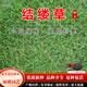 碩雅園藝進(jìn)口草坪種子草籽四季青草種子庭院綠化草坪草護坡草籽種子免修剪 日本結縷草種子1斤【別墅優(yōu)選】 默認8