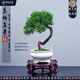 潮裕盆景真柏盆景高端老樁真樹(shù)室內外送禮客廳陽(yáng)臺辦公室茶桌書(shū)桌玄關(guān)擺放 真柏盆景15 老樁盆景/帶盆栽好