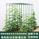 虹慍爬藤架葡萄黃瓜豆角西瓜架絲瓜瓜棚種菜花支架庭院花卉植物支撐桿 20粗120寬x210長(cháng)x210高5x7x10