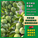 嫣藍李子果樹(shù)苗嫁接特大脫骨南北方青脆李子苗2.5-3公分粗1棵源頭直發(fā)