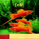 穗桓（SUIHUAN）紅劍魚(yú)高凡朱砂紅箭燕尾虹劍紅瑪麗熱帶淡水觀(guān)賞魚(yú)小型胎生魚(yú)活 公母配對2條3-5cm