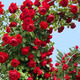 寶御安龍沙寶石爬墻藤本月季薔薇特大花苗濃香四季開(kāi)花庭院別墅陽(yáng)臺植物 正紅 蒂娜  母本大苗 不含盆