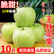正宗雀斑王林蘋果9斤明月青森翠綠青蘋果新鮮脆甜水果丑蘋果整箱H 5斤大果【80-85mm】【11個以內】
