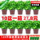 綠有意綠蘿盆栽室內植物花卉綠植水培長藤垂吊大葉綠籮新房家用吸除甲醛 120#原盆盆吸水盆10盆裝+4肥 帶盆帶土發(fā)貨