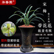 華香園春蘭老八種【宋梅】蘭花苗濃香型養(yǎng)蘭入門室內(nèi)耐陰綠植花卉 宋梅5苗帶盆(灰束腰)帶花苞