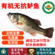 【順豐】有機(jī)無抗鱸魚 瀾滄江淡水魚新鮮宰殺去內(nèi)臟無抗生素魚肉 300g*3條 去鱗去鰓去內(nèi)臟