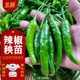 北蔬 辣椒苗帶土秧苗蔬菜苗活苗 北蔬樟樹(shù)港辣椒苗6棵源頭直發(fā)包郵