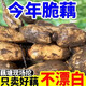 囧仙子新鮮湖北洪湖農(nóng)家自種蓮藕脆藕菜藕現(xiàn)挖帶泥發(fā)貨九孔鮮藕段 5斤脆藕