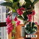 寄春JICHUN寶蓮燈盆栽帶花苞大苗高級(jí)花卉室內(nèi)綠植多年生珍珠寶蓮燈花苗好養(yǎng)A級(jí)寶蓮燈[4頭精品]帶小花苞含盆