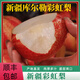 順豐新疆彩虹梨子新鮮應(yīng)季水果直批現(xiàn)摘當(dāng)季早酥梨 5斤 特大果
