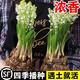 京悠雨德國(guó)鈴蘭花苗帶芽帶根盆栽植物種球耐寒室內(nèi)外花卉綠植四季開花 【包成活到開花】鈴蘭帶芽5棵送2包肥料