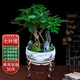七葉蓮室內(nèi)綠植八方來財盆栽辦公桌面發(fā)財樹客廳花卉好養(yǎng)植物盆景 山水盆【七葉蓮】+木架 整套成品（山石苔蘚，帶盆種好）