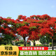 鳳凰木樹苗紅花楹樹苗樹苗庭院樹苗綠化樹苗盆栽地栽植物 鳳凰木8年苗（開花苗） 其它