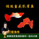 云峰海瑞小型熱帶觀賞魚鴻運(yùn)當(dāng)頭純種孔雀魚觀賞魚熱帶魚活體 精品鴻運(yùn)當(dāng)頭3公3母