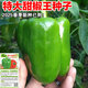 特大甜椒種子大甜椒青椒燈籠椒菜椒辣椒種子陽(yáng)臺春 HG5特大甜椒王種子【2025春季新 1包約519粒種子