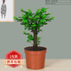 歐悟小葉紫檀樹(shù)樁盆景室內陽(yáng)臺盆栽花卉 黑骨檀綠植耐寒植物帶盆帶土 樁形 高10-20厘米 單棵