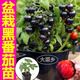 大菜鄉壽光矮生盆栽黑番茄苗秧觀(guān)賞食用矮生紅黃黑櫻桃番茄小柿子種春秋 盆栽矮生黑番茄苗3顆+1包肥